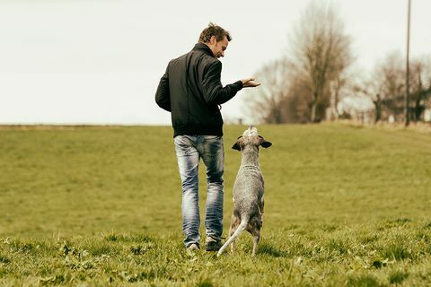 Zachęcanie psów domowych pomaga im być lepszym w rozwiązywaniu problemów - porady dotyczące szkolenia psów