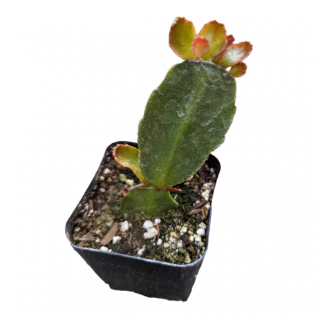 Kaktus wielkanocny Rhipsalidopsis gaertneri