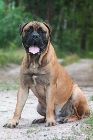 bullmastiff - najlepsze psy stróżujące