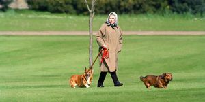 windsor, wielka brytania, 2 kwietnia królowa elżbieta ii na spacerze z psami w zamku windsor, 2 kwietnia 1994 r. w windsor, wielka brytania fot. julian parkeruk press via getty images