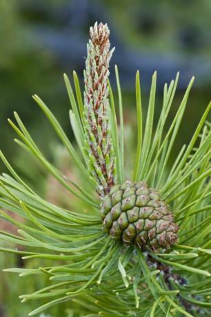 Sosna Lodgepole (Pinus contorta) z niedojrzałym żeńskim szyszką nasienną