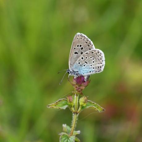 duży niebieski motyl