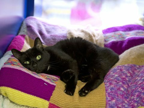 Battersea Dogs and Cats Home - Knitting - Whisky - czarny kot